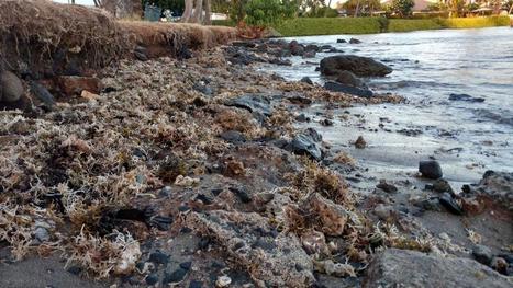 New study shows that algae make sounds during photosynthesis | Coastal Restoration | Scoop.it