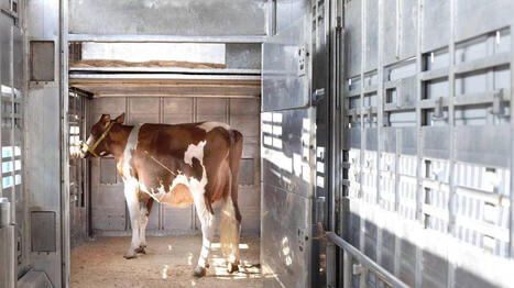 Dermatose nodulaire&nbsp;: avec ses plus de deux millions de vaches, pourquoi les Pays de la Loire restent &laquo;&nbsp;tr&egrave;s vigilants&nbsp;&raquo; - Ouest France | Agriculture en Pays de la Loire | Scoop.it