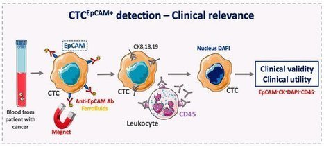 Cells | Free Full-Text | Epithelial Cell Adhesion Molecule: An Anchor to Isolate Clinically Relevant Circulating Tumor Cells | from Flow Cytometry to Cytomics | Scoop.it