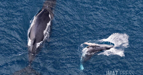 La guerre et la hausse du trafic maritime menacent toujours plus les baleines de l'oc&eacute;an Indien | Revue de presse C&eacute;tac&eacute;s | Scoop.it