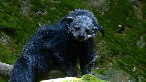 Dans les forêts d'Asie vit un étrange animal à la forte odeur de pop-corn caramélisé | Biodiversité - @ZEHUB on Twitter | Scoop.it