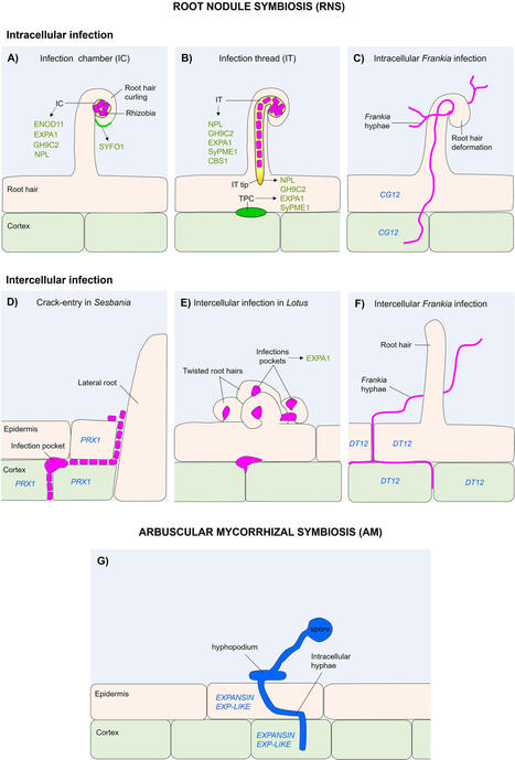 Root cell wall remodeling during symbiotic microbial colonization | frn | RMH | Scoop.it