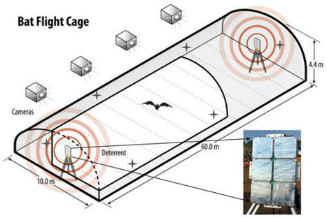 Experimental trials of species-specific bat flight responses to an ultrasonic deterrent [PeerJ] | Chiroptères | Scoop.it