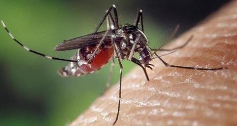 Le chikungunya continue son expansion aux Antilles | Toxique, soyons vigilant ! | Scoop.it