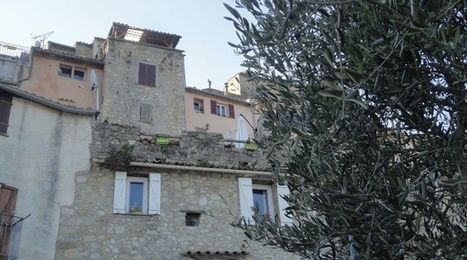 Côte d’Azur : La bactérie Xylella fastidiosa identifiée sur des oliviers à Antibes et Menton | GREENEYES | Scoop.it