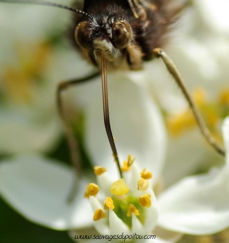 Insectes pollinisateurs (3) : la Sauvage et le papillon | EntomoScience | Scoop.it