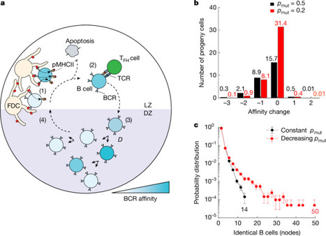 Regulated somatic hypermutation enhances antibody affinity maturation -… | Stéphane Paul | Immunology | Scoop.it