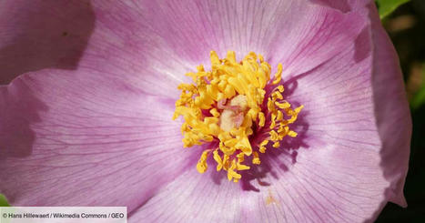 Disparition des esp&egrave;ces&nbsp;: pour les plantes et les invert&eacute;br&eacute;s d'Europe, la situation est plus grave que pr&eacute;vu | Biodiversit&eacute; | Scoop.it