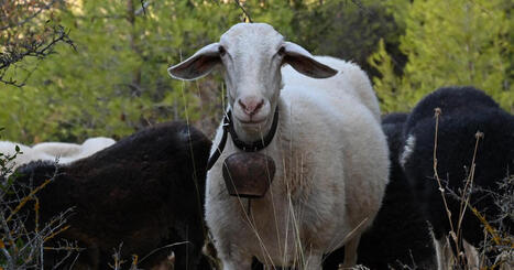 Une épidémie de variole ovine menace la production de feta | Actualité Bétail | Scoop.it