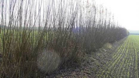 Érosion des sols : les aménagements préventifs ne décollent pas | Une semaine d'actu - Newsletter de veille de l'AURH | Scoop.it