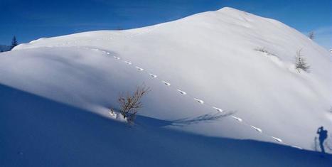 L’hiver... à la trace | Biodiversité | Scoop.it