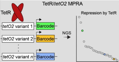 High-Throughput Characterization of Tetracycline Repressor Function on Tetracycline Operator 2 Variants | asb | RMH | Scoop.it