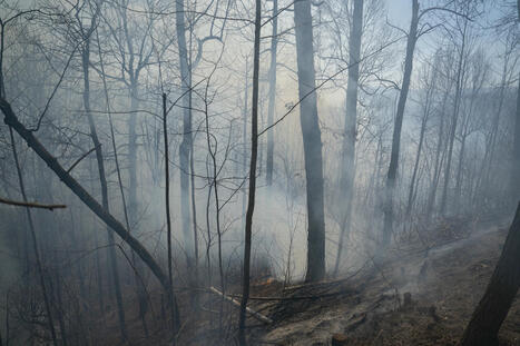 North Carolina Staff Shortages Impact Wildfires: 'Hopefully No One Dies' - Newsweek | Operation Deimos | Scoop.it