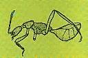 Les Staphylinoïdes, une super-famille aux régimes variés | EntomoScience | Scoop.it