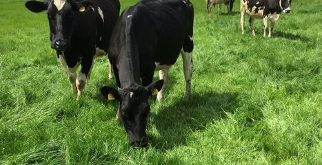 Irlande : 100% des producteurs laitiers devraient obtenir leur certification de durabilité d'ici 2018 | Lait de Normandie... et d'ailleurs | Scoop.it