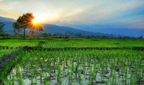 Five ways System of Rice Intensification (SRI) practices and ideas can help “feed the world” | SRI Global News ++ March - May 2025    System of Rice Intensification (SRI) | Scoop.it