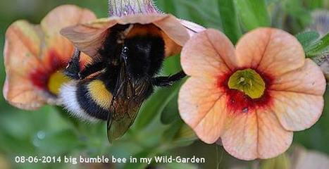Storytelling With Twitter-Possible?  YES, It Is! Jimmy The Bumble Bee | 21st Century Learning and Teaching | Scoop.it
