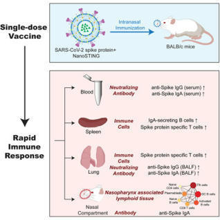 Single-dose intranasal vaccination elicits systemic and mucosal immunity against SARS-CoV-2 - ScienceDirect | Mucosal Immunity | Scoop.it