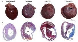 Targeted NGF siRNA Delivery Attenuates Sympathetic Nerve Sprouting and Deteriorates Cardiac Dysfunction in Rats with Myocardial Infarction | Animal Models - GEG Tech top picks | Scoop.it