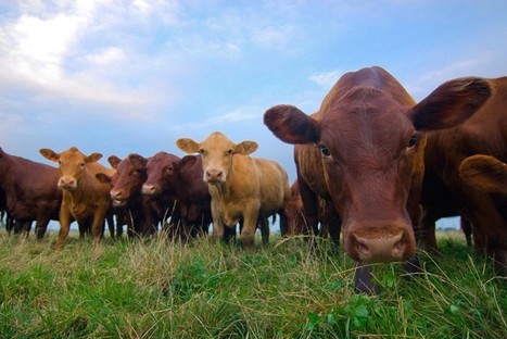 HIGH STEAKS | YOUR FOOD, YOUR ENVIRONMENT, YOUR HEALTH: #Biotech #GMOs #Pesticides #Chemicals #FactoryFarms #CAFOs #BigFood | Scoop.it