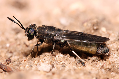 Publications scientifiques de l'IRD | EntomoScience | Scoop.it