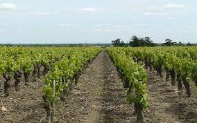 Production de plants de vigne : Champagne, Bourgogne et Beaujolais créent une serre bioclimatique commune - Agri mutuel | Pour innover en agriculture | Scoop.it