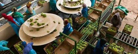 Women in African agriculture: Farmers, Mothers, Innovators and Educators | Gender & Protection in East Africa | Scoop.it