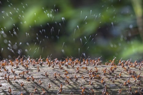 "Wood Ants Firing Acid Secretion" de René Krekels est la photo gagnante du Close-up Photographer of the Year 5 (2023) dans la catégorie Insectes | EntomoScience | Scoop.it