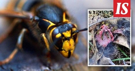 Ansu törmäsi metsälenkillä raatoa syöviin ampiaisiin – asiantuntija kertoo syyn ”lihansyöjäampiaisten” käytökselle - Kotimaa | 1Uutiset - Lukemisen tähden | Scoop.it