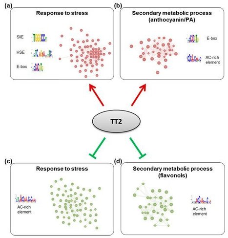 The Seed Development Factors TT2 and MYB5 Regulate Heat Stress Response in Arabidopsis (IPS2, coll IJPB, SPS) | SEED-DREAM Lab info | Scoop.it