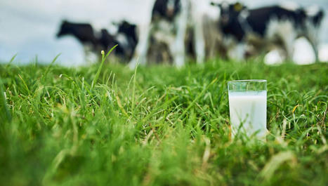 France - Adieu veaux, vaches et lait français… : requiem pour nos éleveurs | Questions de développement ... | Scoop.it