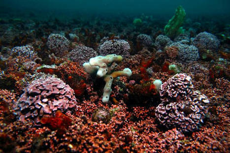 Biodiversité en rade de Brest. Quand l'homme vient au secours du maërl, menacé par la pollution | Histoires Naturelles | Scoop.it