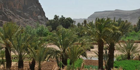 MAROC : Ouarzazate : les oasis en première ligne face au changement climatique | CIHEAM Press Review | Scoop.it