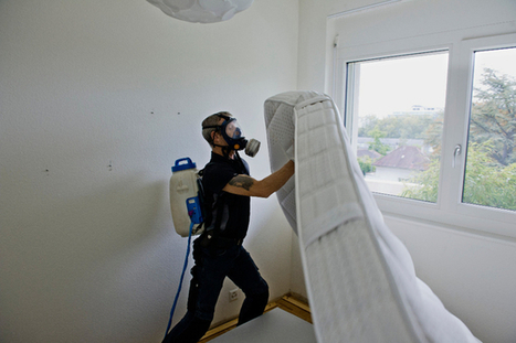 Gen&egrave;ve. Un h&ocirc;tel dans de sales draps avec ses punaises de lit | Vari&eacute;t&eacute;s entomologiques | Scoop.it