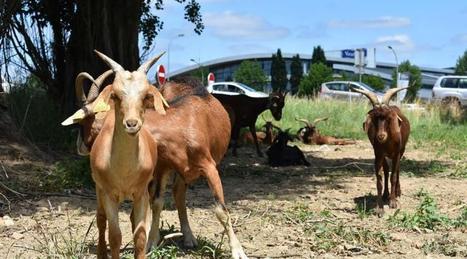 Vannes. Des chèvres à Ménimur pour entretenir les espaces verts | L'actualité des quartiers politique de la ville de Bretagne et Pays de la Loire | Scoop.it