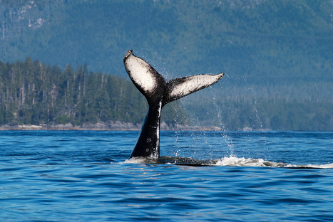 Sonar and whales are a deadly mix - Can Humans and Nature Co-Exist? | OUR OCEANS NEED US | Scoop.it