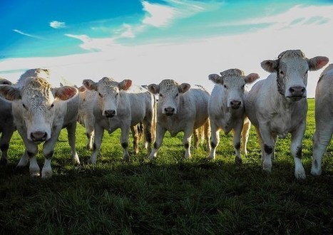 Mort aux vaches ! Se passer de viande, se passer de lait ? | Elevage et société | Scoop.it