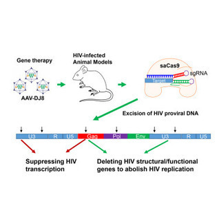 In Vivo Excision of HIV-1 Provirus by saCas9 and Multiplex Single-Guide RNAs in Animal Models | Life Sciences Université Paris-Saclay | Scoop.it