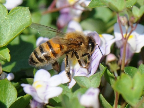 Opération Cymbalaire : Quelle pollinisation en agglomération ? | EntomoNews | Scoop.it