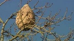 Un premier nid de frelons asiatiques repéré dans le Calvados | Biodiversité - @ZEHUB on Twitter | Scoop.it