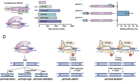 STAGE: A compact and versatile TnpB-based genome editing toolkit for Streptomyces | pnas | RMH | Scoop.it