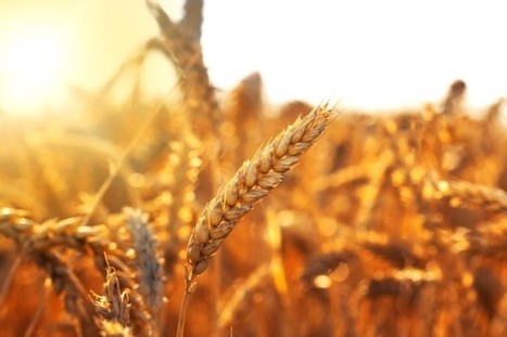 Saudi makes food security play through Black Sea grain joint venture | CONFLIT RUSSO-UKRAINIEN | Scoop.it