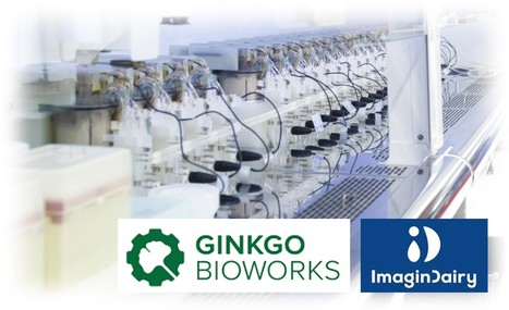 Imagindairy s'associe à Gingko Bioworks | Lait de Normandie... et d'ailleurs | Scoop.it