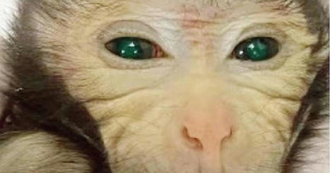Des chercheurs chinois donnent naissance à un macaque «chimérique» fluorescent | Bioéthique & Procréation | Scoop.it