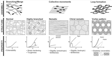 Unraveling Self-Assembly Mechanisms in Bacterial Cellulose Hydrogels | brvm | RMH | Scoop.it