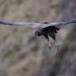 In Ecuador, pair of Andean condors revives hope for species' survival | Galapagos | Scoop.it