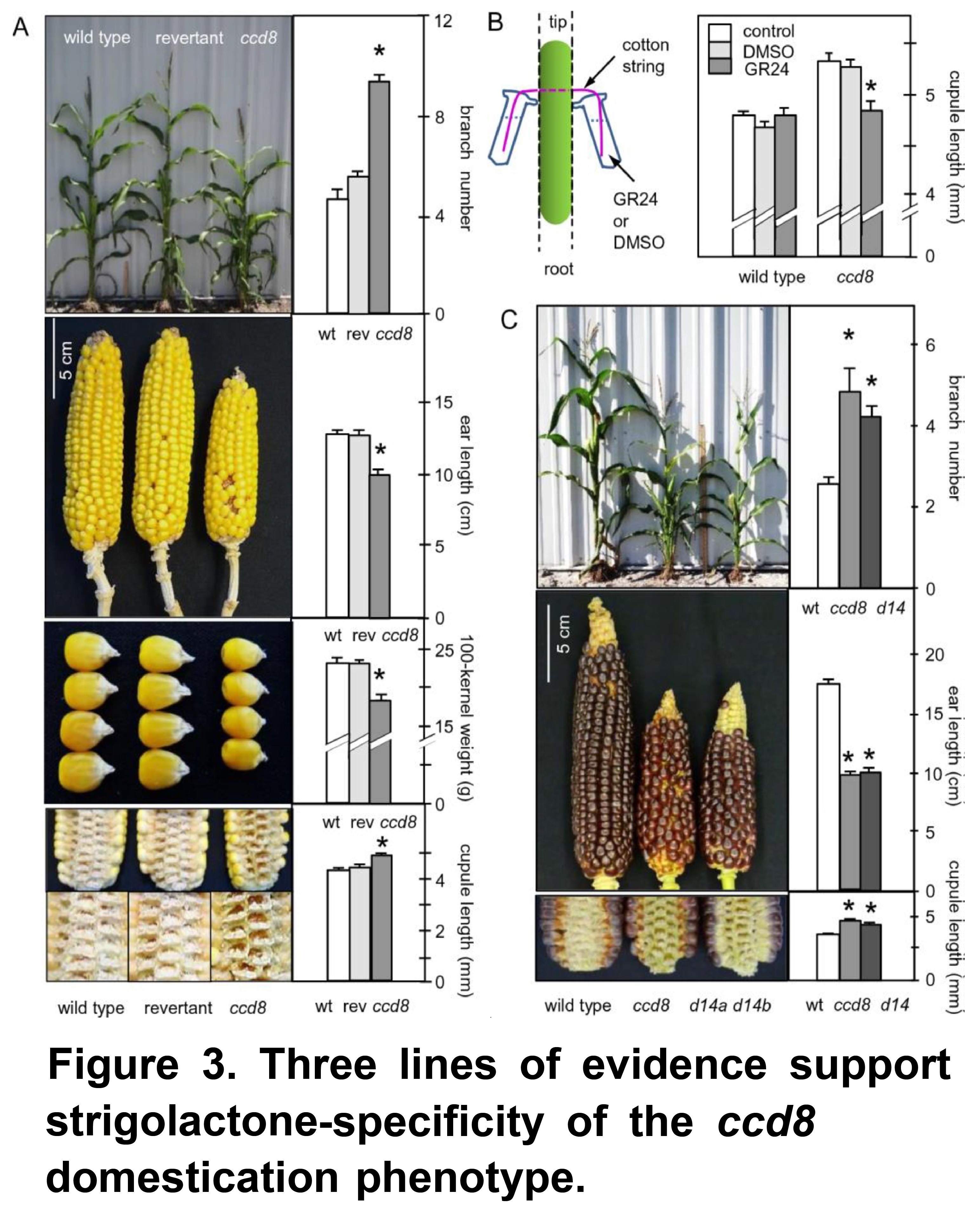 Maize domestication phenotypes reveal strigolac...