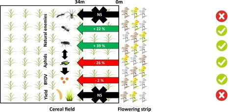 Rendements, déclin des insectes… En ville comme en agriculture, les bénéfices des bandes florales | EntomoNews | Scoop.it