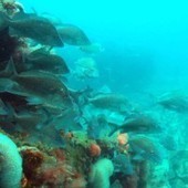 Could Artificial Reefs Help Restore the Gulf After Years of Damage From BP Oil Spill? | Coastal Restoration | Scoop.it