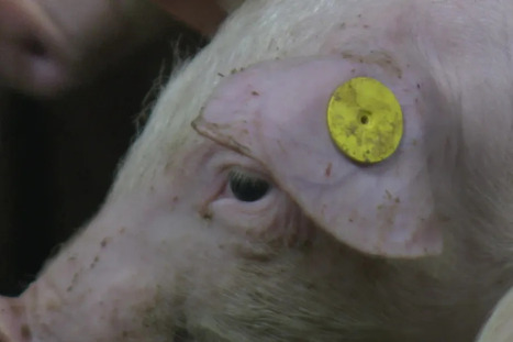 L'intelligence artificielle va r&eacute;volutionner l'agriculture : doit-on s'en inqui&eacute;ter ? - France 3 r&eacute;gions | Pour innover en agriculture | Scoop.it